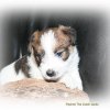 pups 2016 022